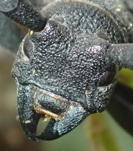 Morimus asper
